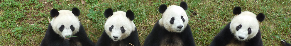 Pandas im Giant Panda Research Center