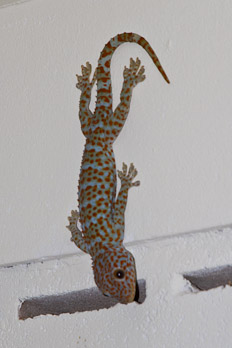 Gecko