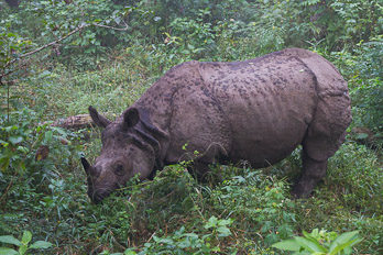 Panzernashorn