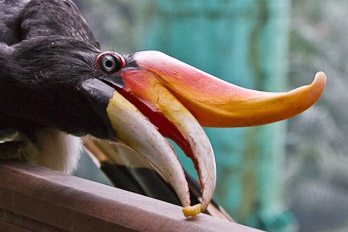 Vogelpark in Kuala Lumpur