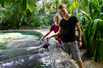 Manatees im Zoo von Singapur