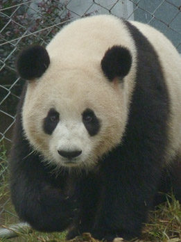 Giant Panda