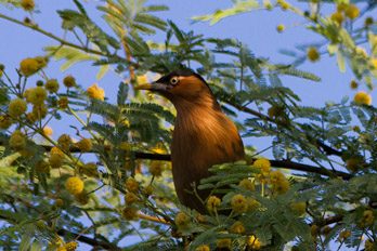 Keoladeo Nationalpark